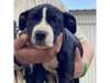 Adopt Beverly Puppy 1 a Mixed 