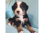 Bernese Mountain Dog Puppy for sale in Columbus, GA, USA