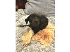 Adopt Josie a Black Blue Heeler / Shepherd (Unknown Type) dog in Milton