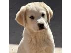 Adopt Tennessee Babies - Memphis a Great Pyrenees / Mixed dog in Vail