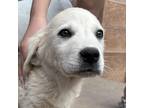 Adopt Tennessee Babies - Banjo a White Great Pyrenees / Mixed dog in Vail