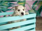 Adopt Buttons a White - with Tan, Yellow or Fawn Husky / Australian Shepherd dog