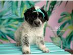 Adopt Blue a Black - with White Husky / Australian Shepherd dog in Littleton