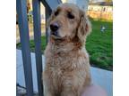 Adopt Goldy a Red/Golden/Orange/Chestnut Golden Retriever / Mixed dog in