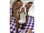Adopt Mama Brownie a Brown/Chocolate - with White Boston Terrier / French