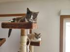 Adopt Nala & Miracle a Black & White or Tuxedo Domestic Mediumhair / Mixed cat
