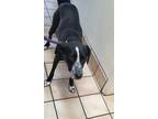 Adopt ABBEY a Black - with White Border Collie / Australian Cattle Dog / Mixed