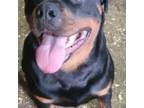 Rottweiler Puppy for sale in Ridgeville, SC, USA