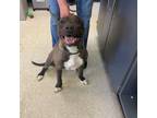 Adopt Champ a Pit Bull Terrier