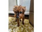 Adopt ANDY! a Yorkshire Terrier