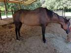 Adopt Cheyenne II a Bay Quarterhorse horse in Cantonment, FL (23888707)