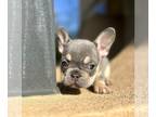French Bulldog PUPPY FOR SALE ADN-600035 - ADORABLE FRENCH BULLDOGS