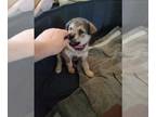 Rottweiler-Siberian Husky Mix DOG FOR ADOPTION ADN-600113 - Rottsky Puppy for