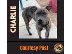 Adopt CHARLIE #7 a Boxer, Mastiff