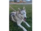 Adopt Alfa a Gray/Silver/Salt & Pepper - with White Husky dog in Lake Worth