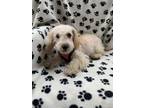Adopt Buttons a Tan/Yellow/Fawn - with White Cavachon / Mixed dog in