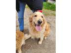 Adopt Dixie a Red/Golden/Orange/Chestnut Golden Retriever / Mixed dog in Simcoe