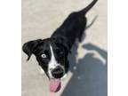 Adopt Blue Eyes a Black Retriever (Unknown Type) / Mixed dog in Beatrice