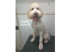 Adopt Buddy a Tan/Yellow/Fawn - with White Goldendoodle / Mixed dog in Bartow