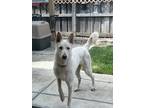 Adopt Snowy a White German Shepherd Dog / Mixed dog in Lathrop, CA (38007338)