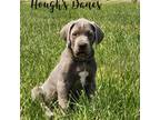Great Dane Puppy for sale in Franksville, WI, USA