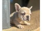 French Bulldog PUPPY FOR SALE ADN-600750 - EXOTIC AND STANDARD FRENCH BULLDOGS