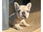 French Bulldog PUPPY FOR SALE ADN-600756 - EXOTIC AND STANDARD FRENCH BULLDOGS