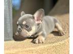 French Bulldog PUPPY FOR SALE ADN-600760 - ADORABLE FRENCH BULLDOGS
