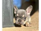 French Bulldog PUPPY FOR SALE ADN-600772 - ADORABLE FRENCH BULLDOGS