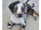 Catahoula Leopard Dog PUPPY FOR SALE ADN-600282 - Stud services available