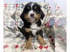 Bernese Mountain Dog PUPPY FOR SALE ADN-600381 - Pipers Yellow