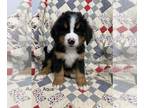 Bernese Mountain Dog PUPPY FOR SALE ADN-600382 - Pipers Aqua
