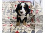 Bernese Mountain Dog PUPPY FOR SALE ADN-600385 - Pipers Gray