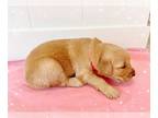Golden Retriever PUPPY FOR SALE ADN-600407 - 7 Magic Golden Puppies