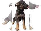 Malinois PUPPY FOR SALE ADN-600606 - German Shepherd Belgian Malinois Puppies