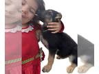 Malinois PUPPY FOR SALE ADN-600607 - German Shepherd Belgian Malinois Puppies