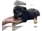 Malinois PUPPY FOR SALE ADN-600610 - German Shepherd Belgian Malinois Puppies