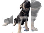 Malinois PUPPY FOR SALE ADN-600612 - German Shepherd Belgian Malinois Puppies