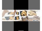Golden Retriever PUPPY FOR SALE ADN-600517 - AKC Goldens Looking For Their