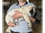 Kangal Dog PUPPY FOR SALE ADN-600561 - Sivas Kangal puppies