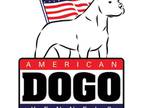 Dogo Argentino Puppy for sale in Sacramento, CA, USA