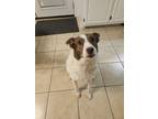 Adopt Bella a White - with Brown or Chocolate Jack Russell Terrier dog in