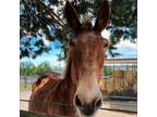 Adopt Belfast a Donkey/Mule/Burro/Hinny / Mixed horse in Quakertown