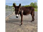 Adopt Bray a Donkey/Mule/Burro/Hinny / Mixed horse in Quakertown, PA (38021725)
