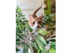 Adopt Cheddar a Orange or Red Domestic Shorthair / Domestic Shorthair / Mixed