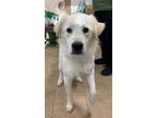 Adopt Luna a Great Pyrenees / Mixed dog in Calverton, NY (38021217)