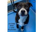 Adopt Hamburger a Black - with White American Pit Bull Terrier / Mixed Breed