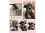 Adopt Beatrice a Gray/Blue/Silver/Salt & Pepper Bedlington Terrier / Poodle