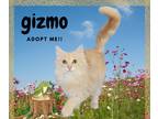 Adopt GIZMO a Cream or Ivory Domestic Mediumhair (medium coat) cat in Paris