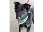 Adopt Pantera a Black - with White Border Collie dog in Greenbelt, MD (38019694)
